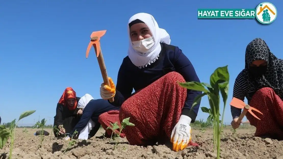 Ata tohumları ve sebze fidanları toprakla buluştu