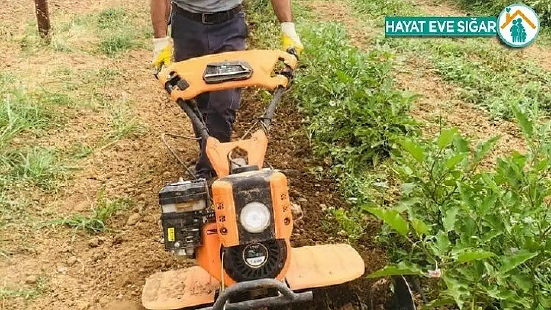 Ata tohumlarından ilaçsız doğal ürünler üretiliyor