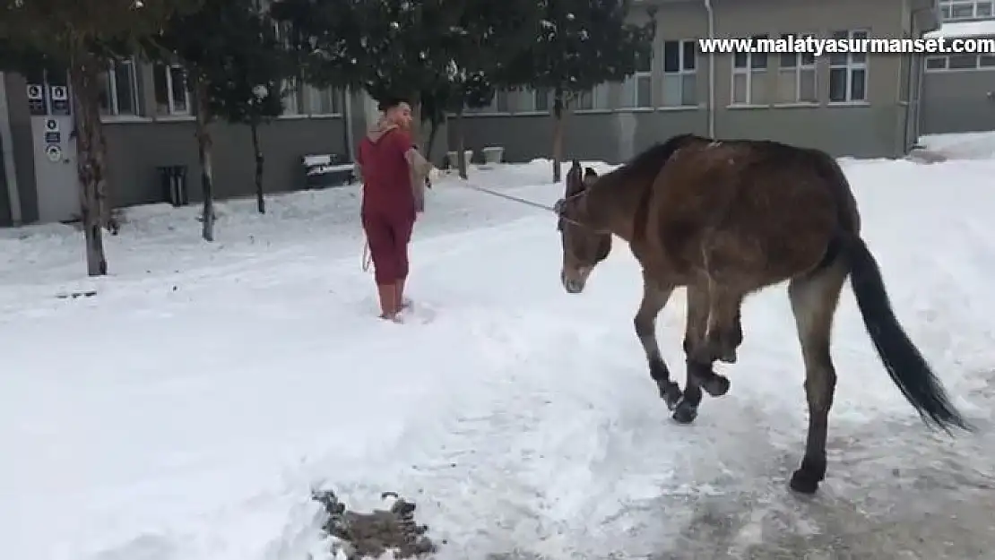 Ayağı kırılan katıra vatandaşlar sahip çıktı