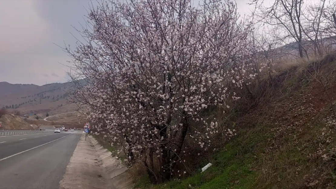 Badem Ağaçları Çiçek Açtı