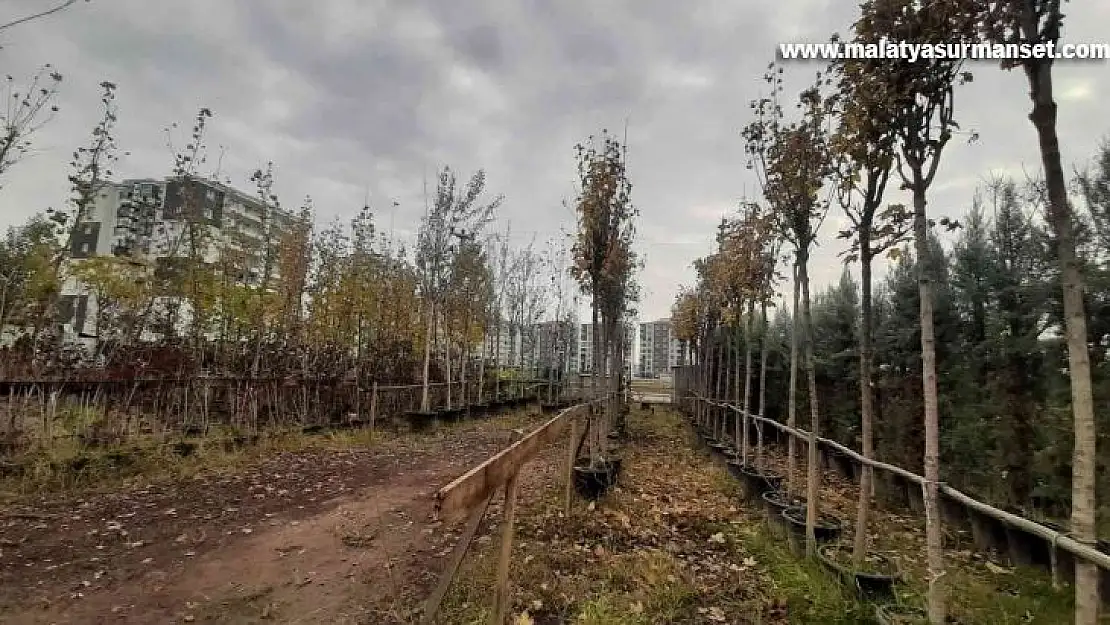 Bağlar Belediyesinden ağaçlandırma ve bakım çalışmaları