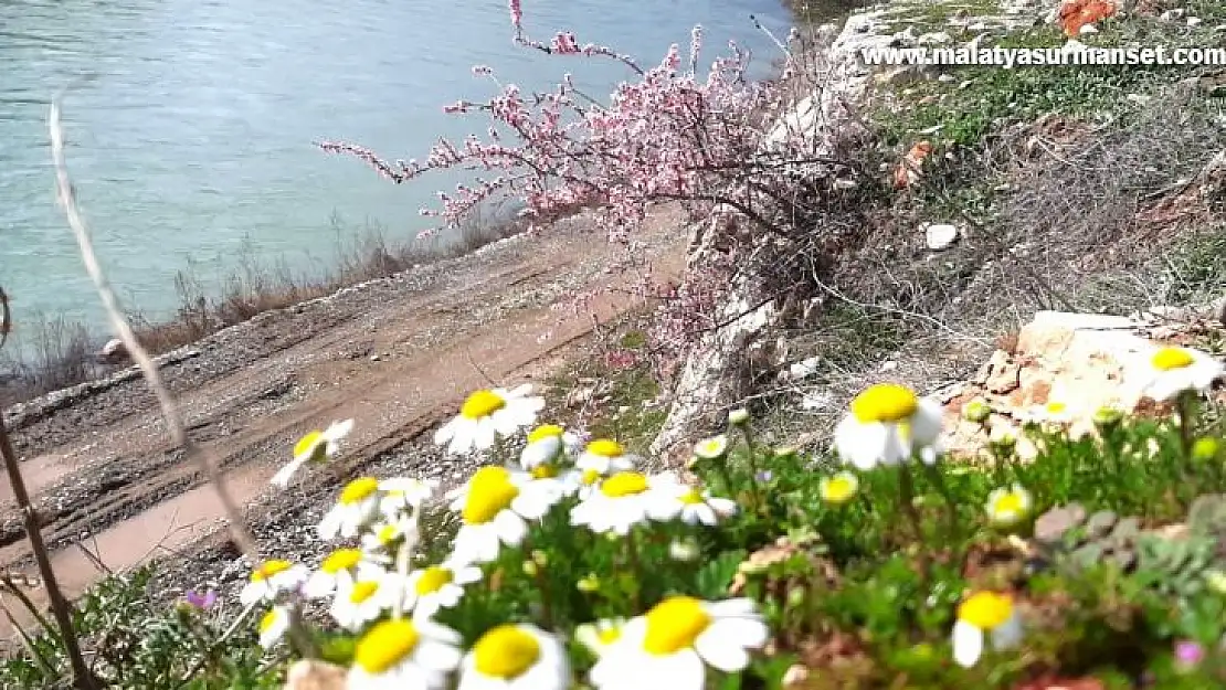 Baharın habercisi bademler çiçek açtı