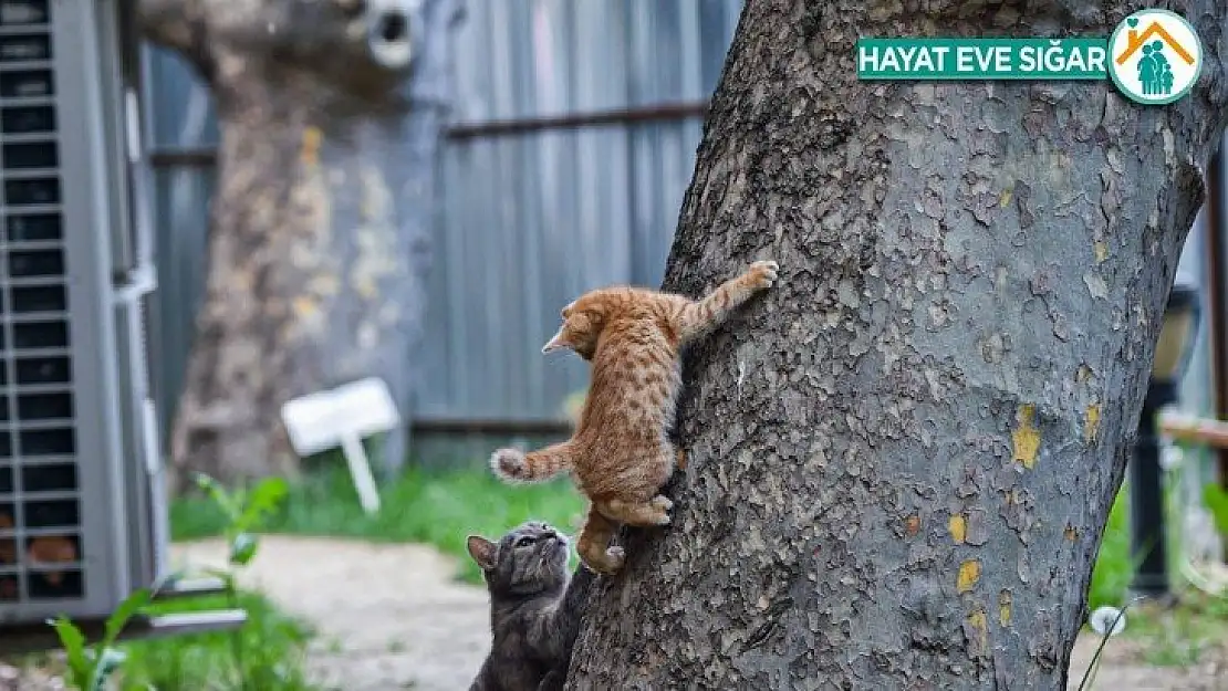 Bakan Gül'den hayvanları koruyacak yeni yasal düzenleme mesajı