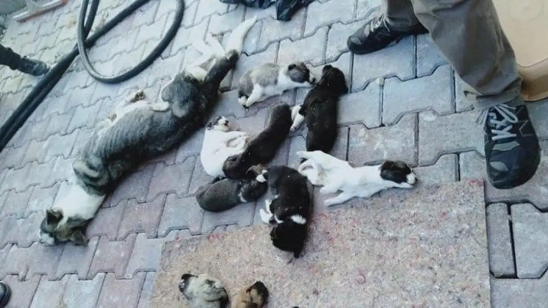 Barınakta 20 köpek ölüsü bulan hayvanseverler şoke oldu