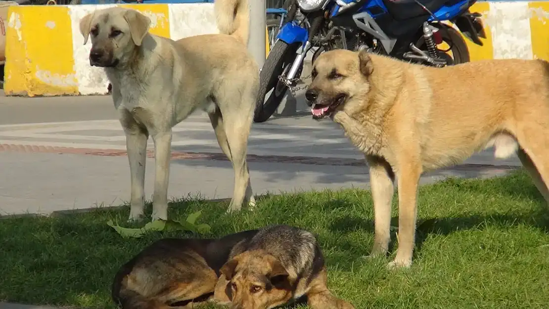 'Başıboş köpek' sorununda 'zorlayıcı tedbirler' alınacak