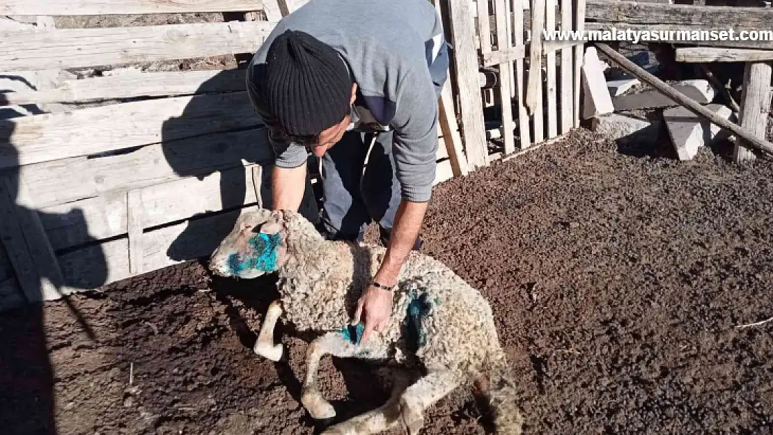 Başıboş sokak köpekleri 9 koyunu telef etti