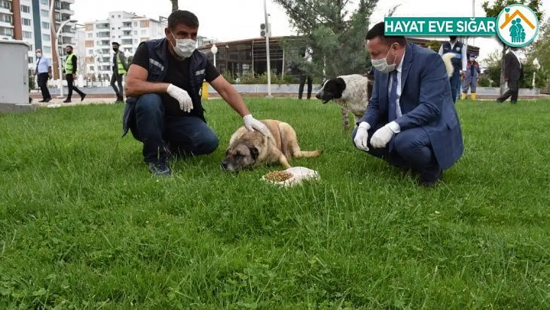 Başkan Beyoğlu sokak hayvanları için mama bıraktı