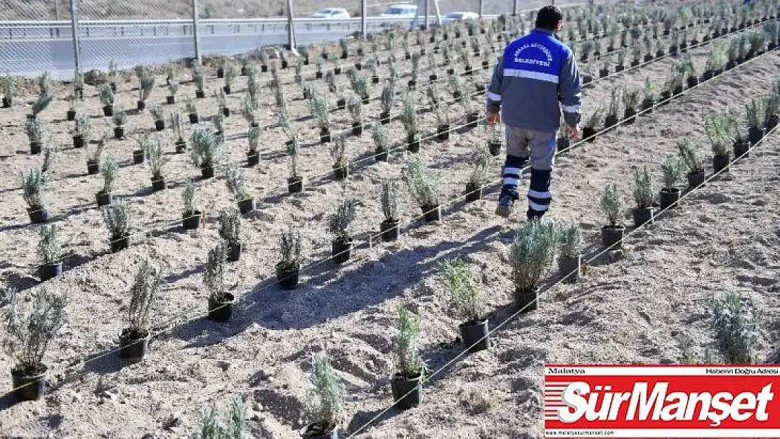 Başkent'i lavanta kokuları saracak