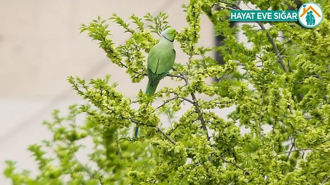 Başkent sokakları yeşil papağanlara kaldı