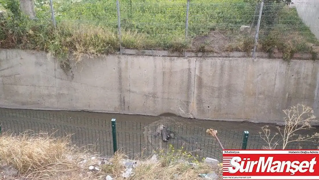 Başkent'te 3 köpek zehirlenip su kanalına atıldı