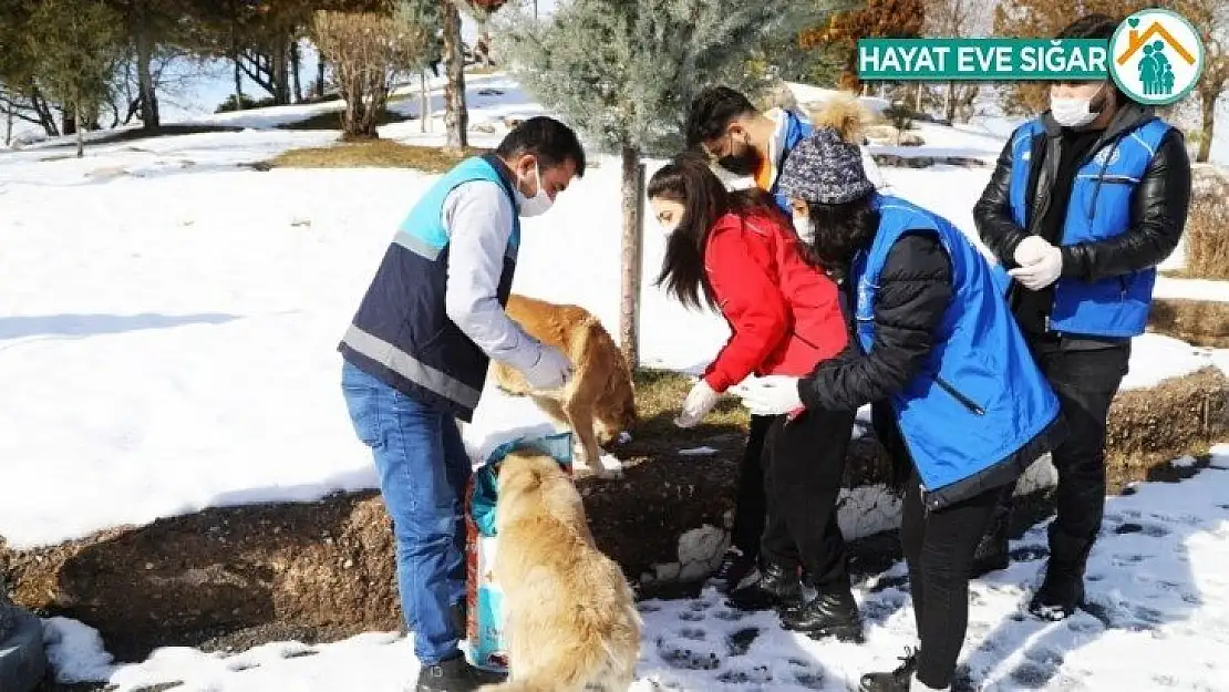 Battalgazi'de sokak hayvanlarını unutulmuyor