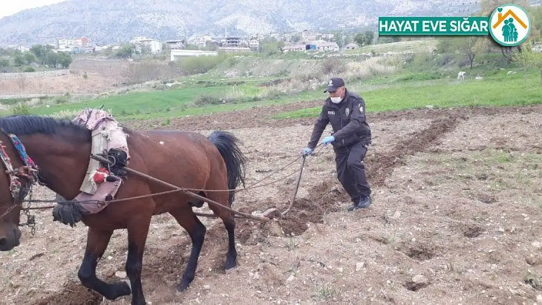 Bekçi, kara sabanla tarla sürdü