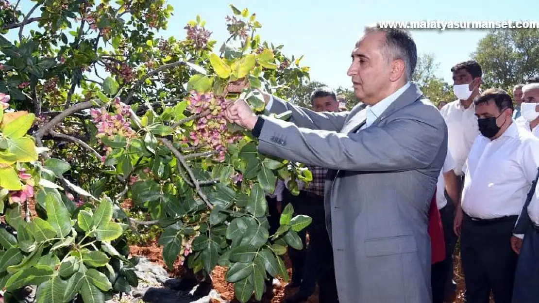 Besni'de fıstık hasadı başladı