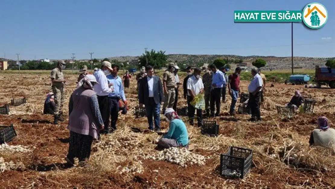 Besni'de sarımsak hasadı başladı