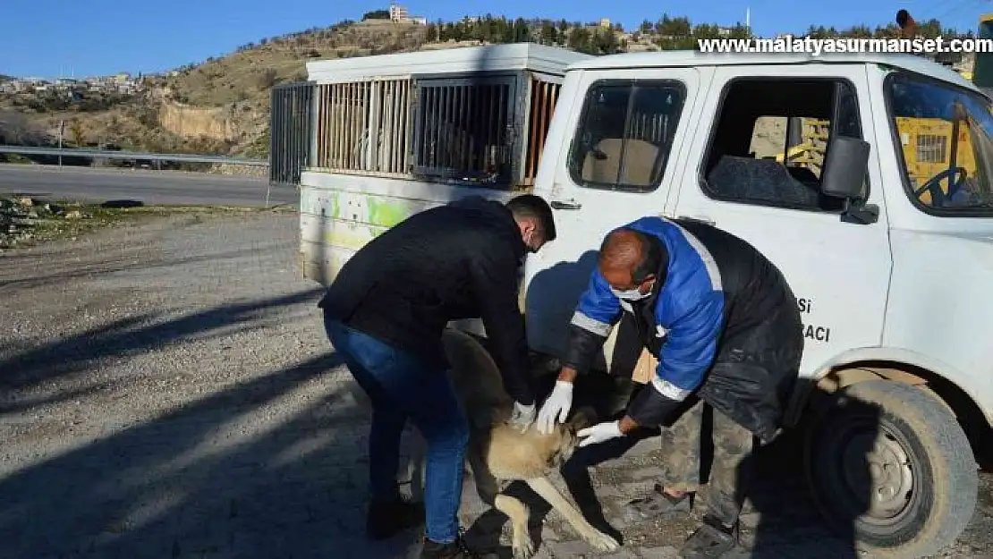 Besni'de sokak hayvanlarına kuduz aşısı yapılmaya başlandı