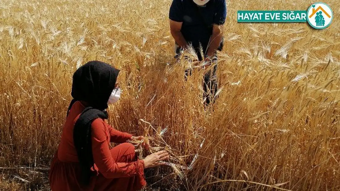 Biçerdöverle hububat hasadında kontrol hizmetleri devam ediyor