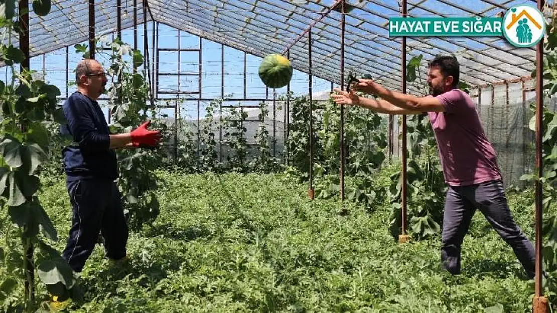 Bir dönüm seradan yaklaşık 20 bin lira gelir bırakıyor