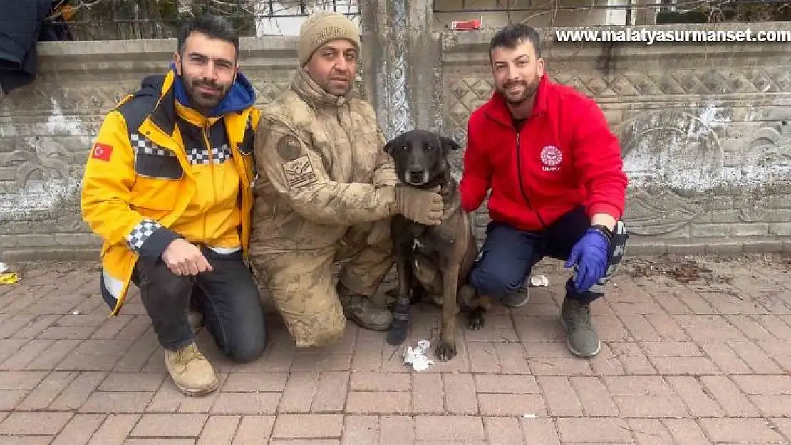 Bitlis UMKE ekibi yaralanan köpeklere de müdahale ediyor