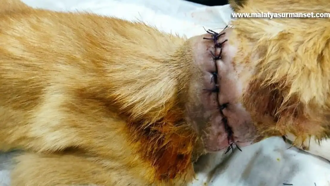 Boğazı kesik halde bulunan köpeği vatandaşlar kurtardı