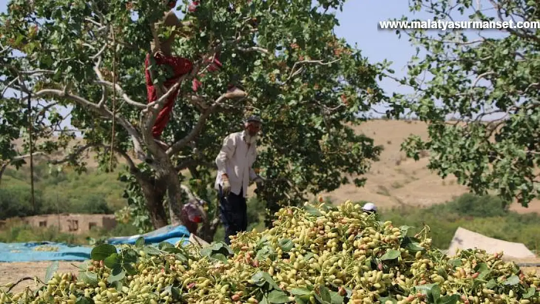 Bölgede yetişmez denileni üretti, 26 yıl önce hobi olarak diktiği fıstıklar ABD yolunda