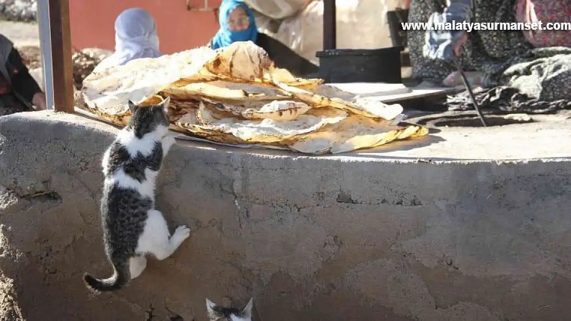 Bu da 'Ekmeğinin peşinde koşan' kedi