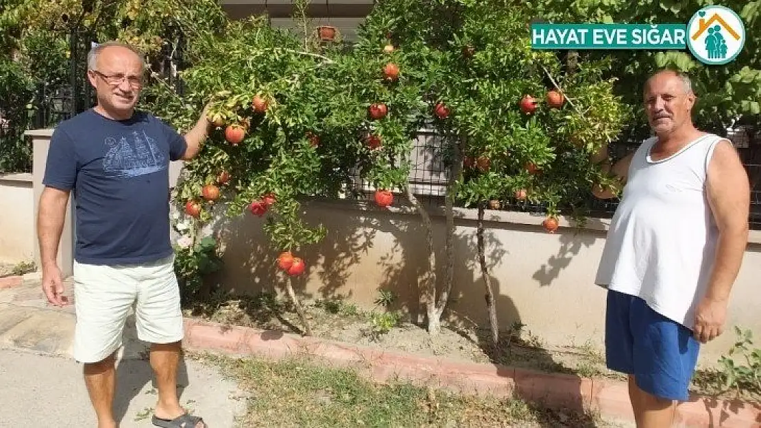Burhaniye'de nar bereketi