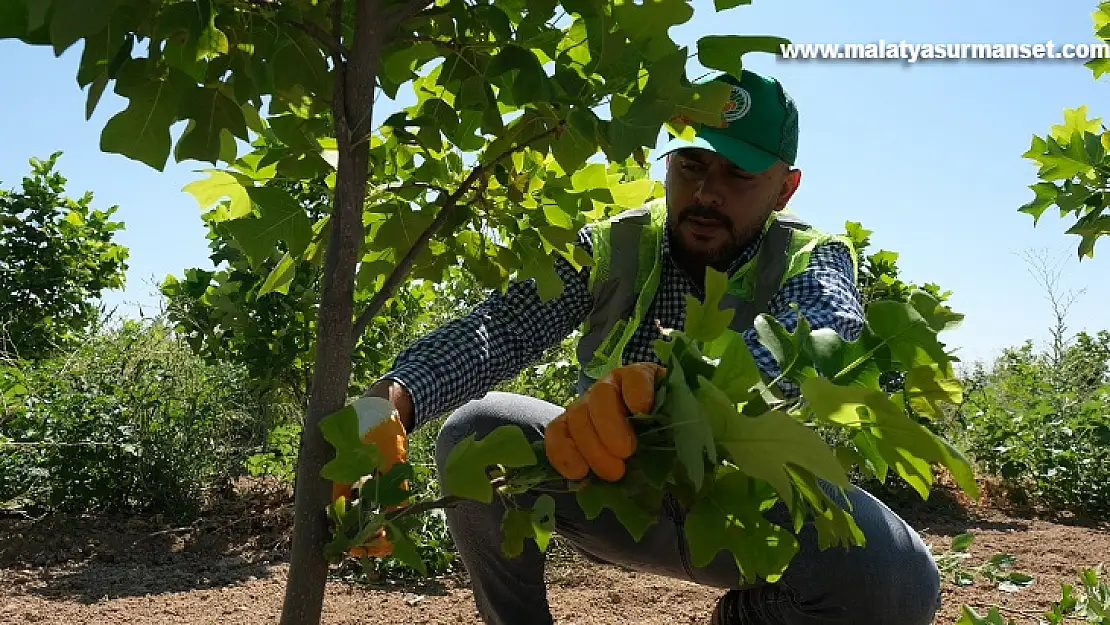 Büyükşehir Belediyesi Fidan Üretim Sahasında Yetiştirilen 30 Bin Fidan Dikime Hazır