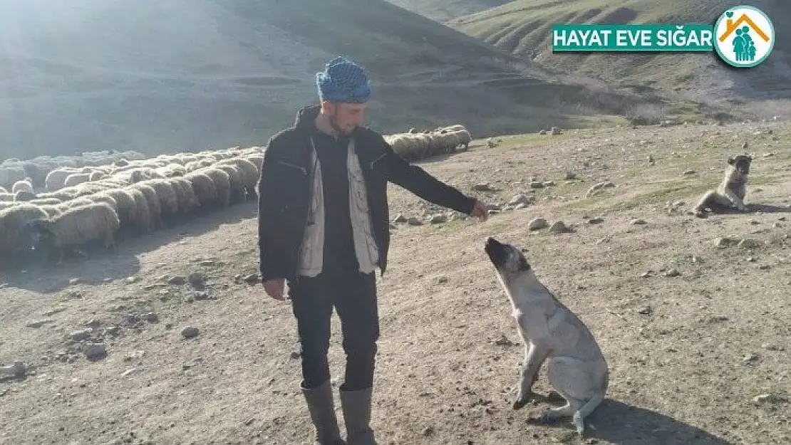 Çalınan köpeğini bulup getirene 20 bin lira ödül verecek