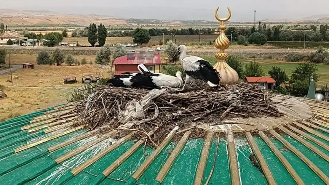 Camii Kubbesinden Düşen Leylek Yavrusunu Bakın Kim Kurtardı!