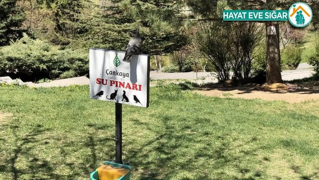 Çankaya Belediyesi, sokaktaki can dostları ihmal etmedi