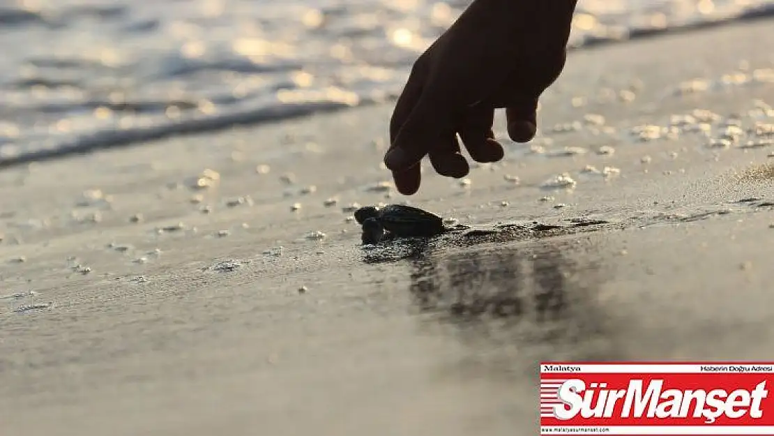 Caretta yavruları denize kavuşma yolculuğunda