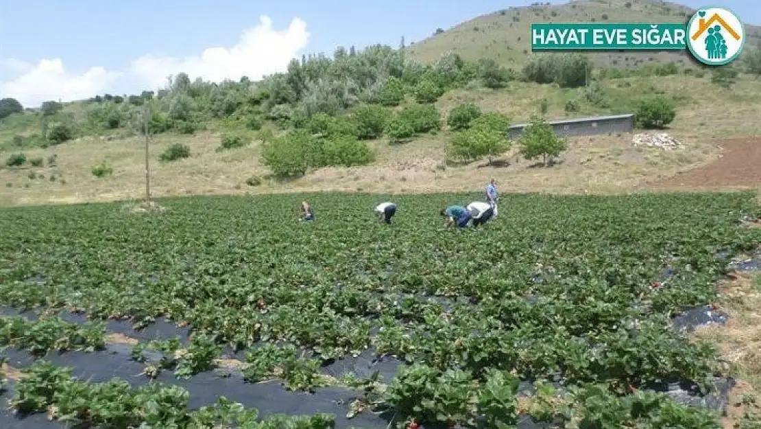 Çat ve Sultansuyu barajları çiftçiyi güldürdü