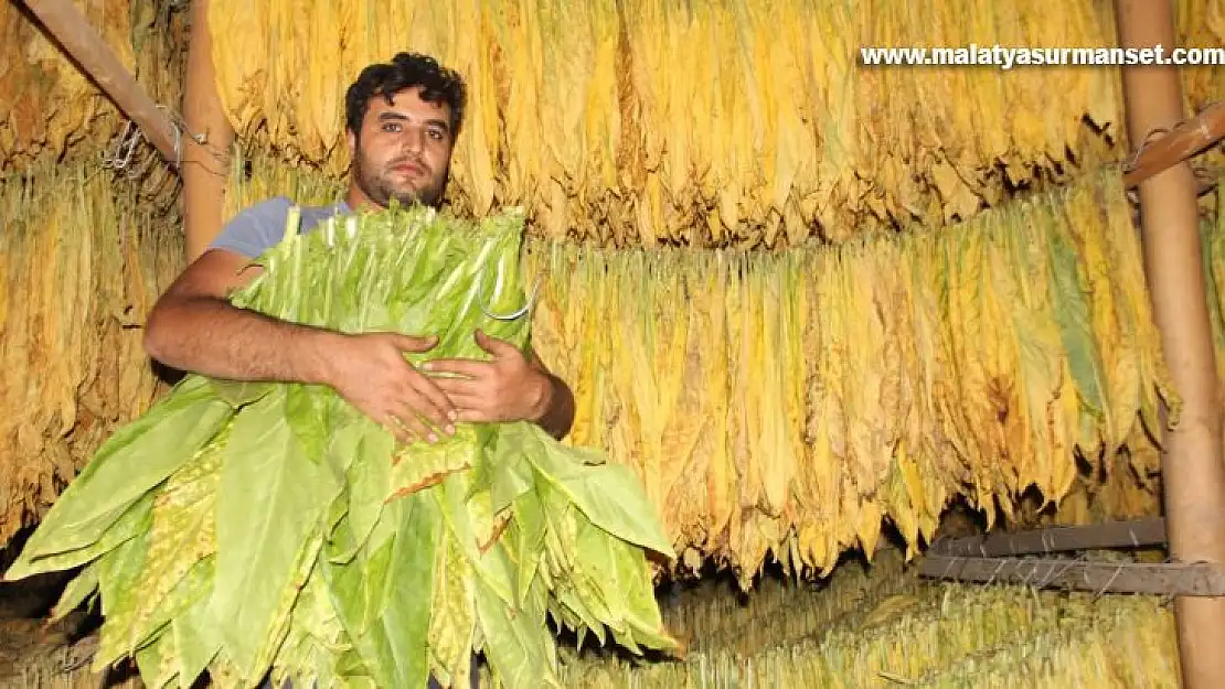 Çatı katı değil 'tütün' katı