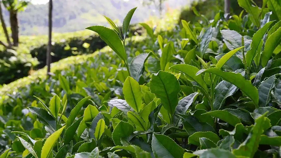 Çay Üreticisinin Gözü Bu Fiyattaydı 2025 Rakamı Belli Oldu