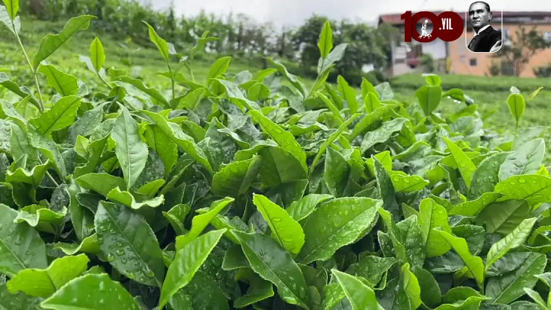 ÇAYKUR bu yıl 591 bin tonu aşkın yaş çay aldı