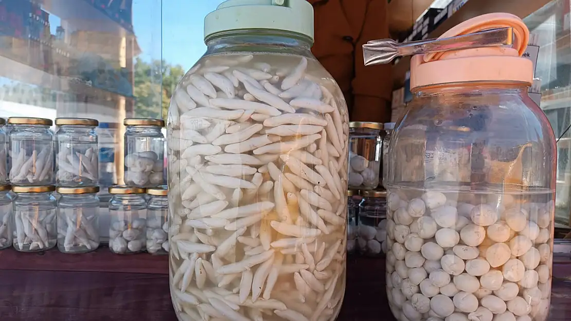 Çeyrek Altın mı Kenger Sakızı mı? Fiyatlar Yarışıyor!