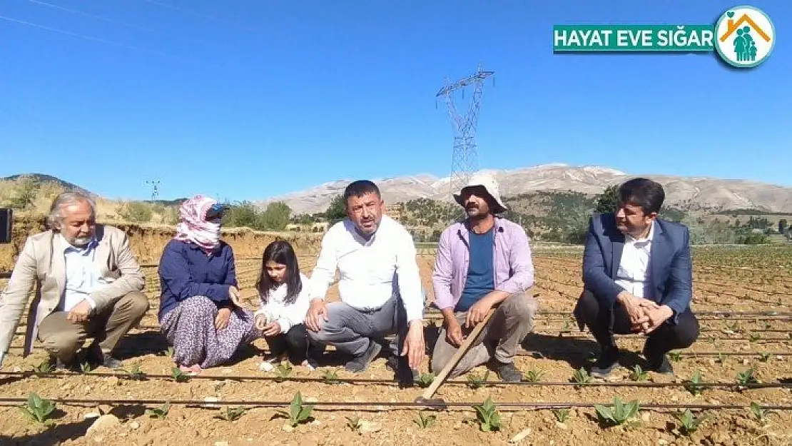 CHP heyeti tütün üreticileriyle tarlalarda buluştu