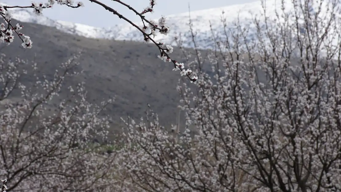 Çiçek Açan Kayısı Ağaçlarına Zirai Don Uyarısı