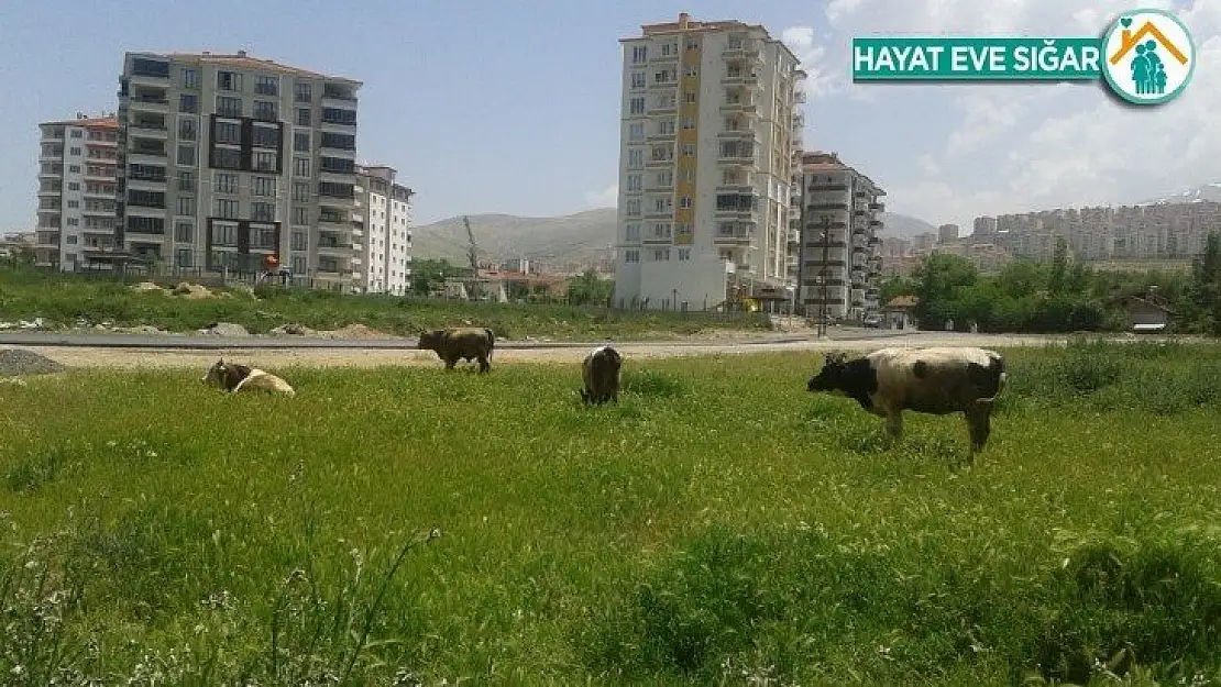 Çiftçi proje başvuruları 7 Temmuz'a uzatıldı