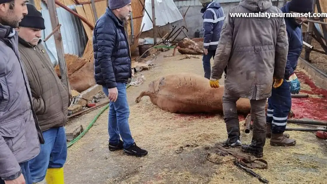 Çiftlik çöktü, 22 büyükbaş hayvan telef oldu