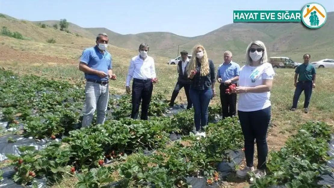 Çilek Hasat Tarla Günü düzenlendi