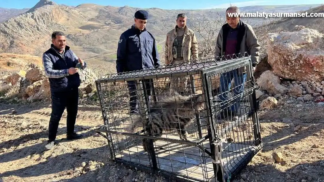 Çizgili sırtlan traktör sürücüsüne yolda eşlik etti