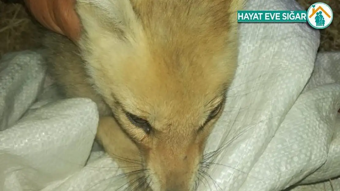 Çobandan yürekleri ısıtan davranış, tarlada bulduğu yaralı tilkiyi veterinere götürüp tedavi ettirdi