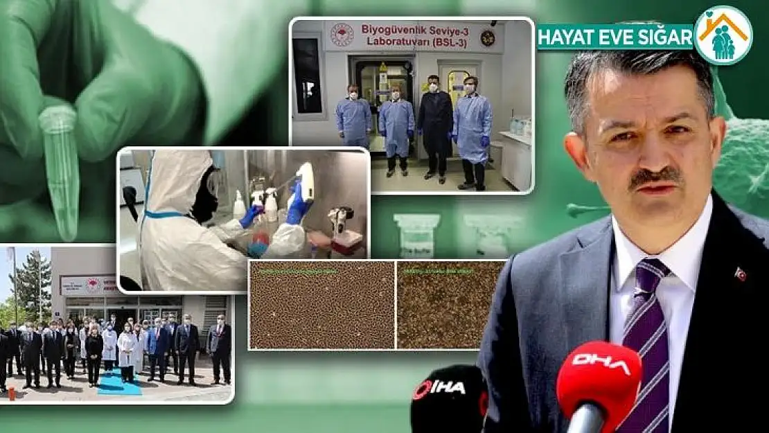 Covıd-19 Anti-Serumu İçin Önemli Bir Adım Daha Atıldı… Hayvanlar Üzerinde Denemelere Başlanıyor