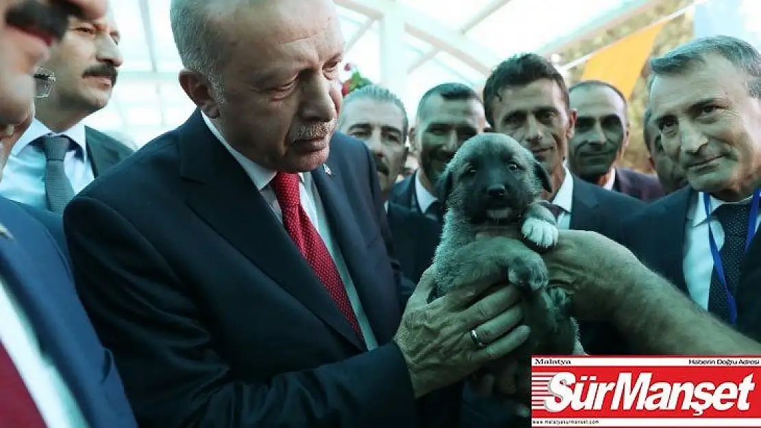 Cumhurbaşkanı Erdoğan'a Kangal yavrusu hediye edildi