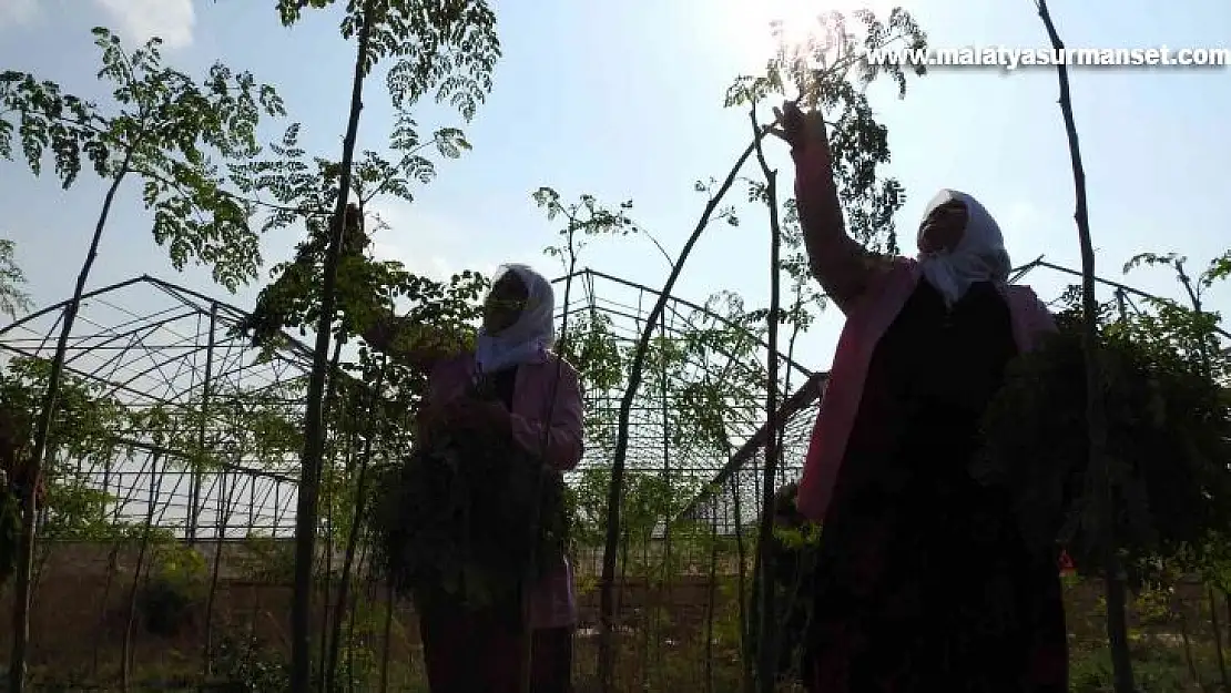 Cumhurbaşkanı'nın bahsettiği 'moringa' böyle üretiliyor