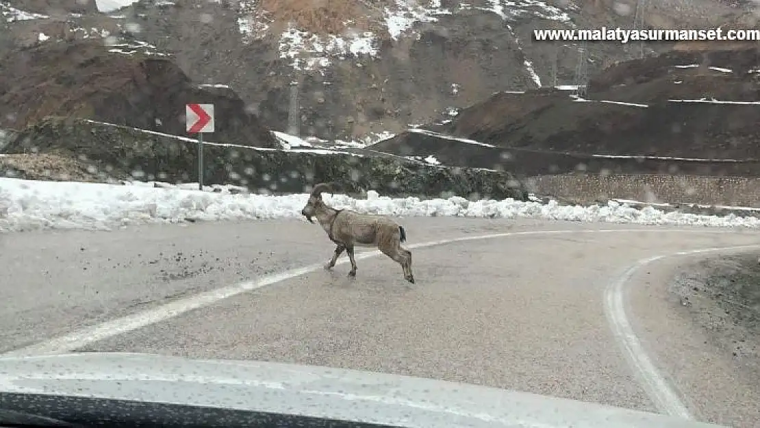 Dağ keçileri karayoluna indi