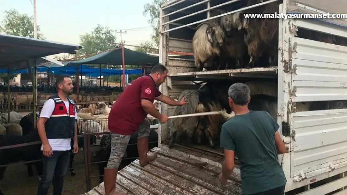 Daha fazla para kazanma vaadiyle elindeki hayvanlarından da olacaktı