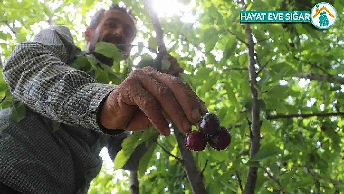 Dalbastı kirazında hasat başladı, rekolte düşük kaldı