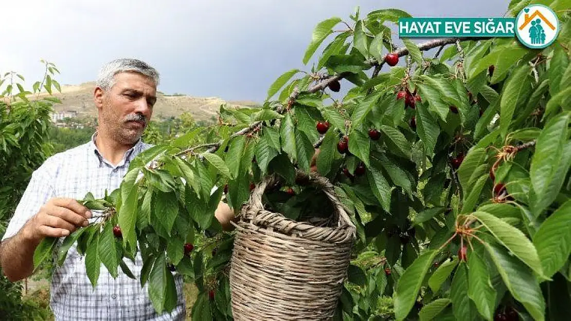 Dalbastı kirazında hasat zamanı